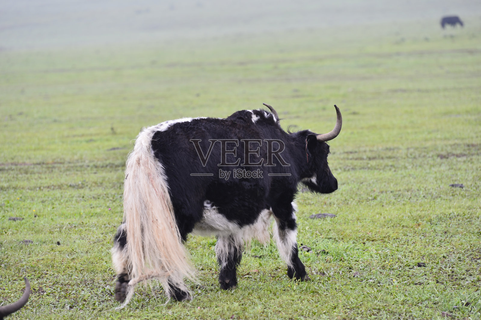 绿草地上的牛群照片摄影图片