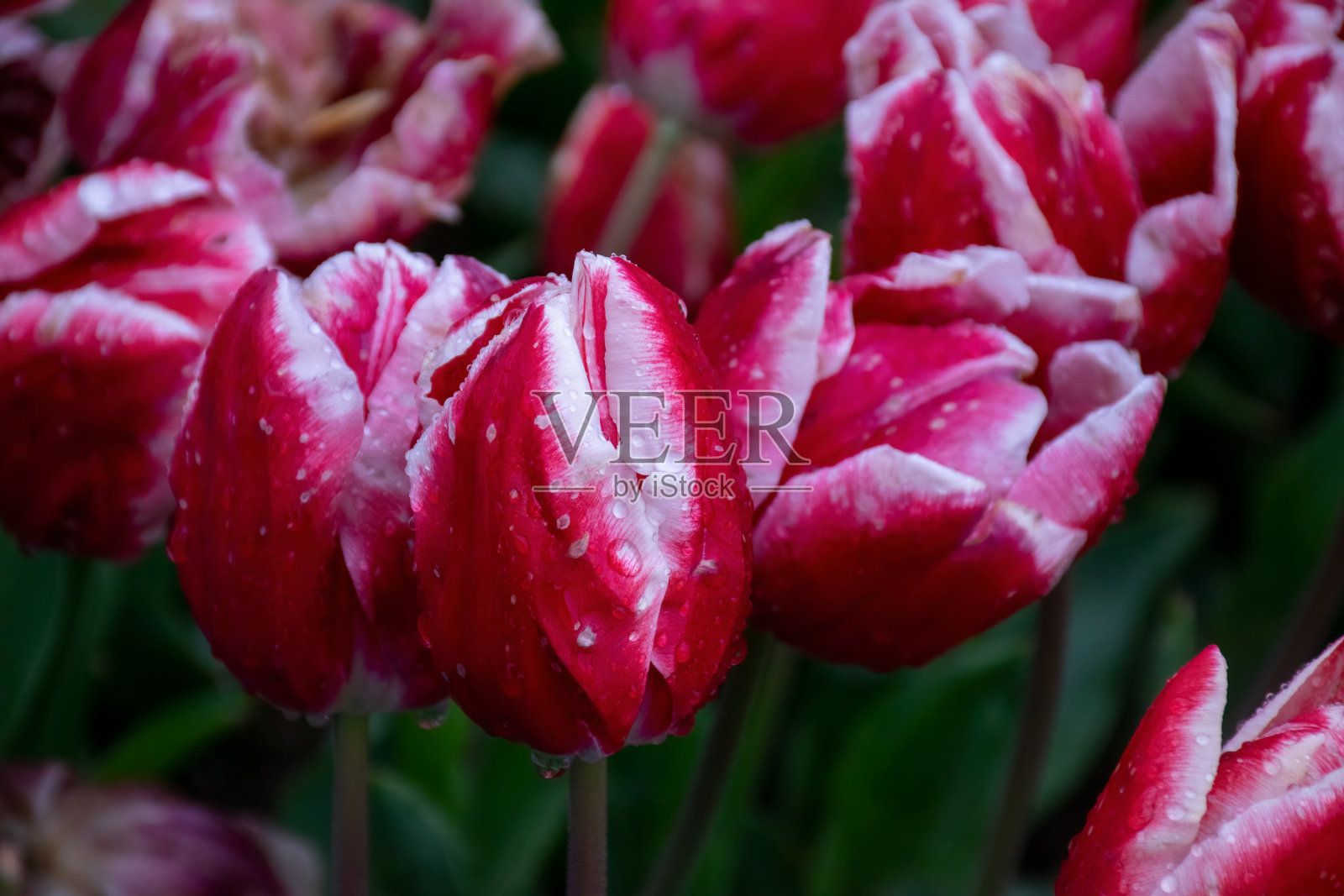 红色的郁金香和水滴在日落照片摄影图片