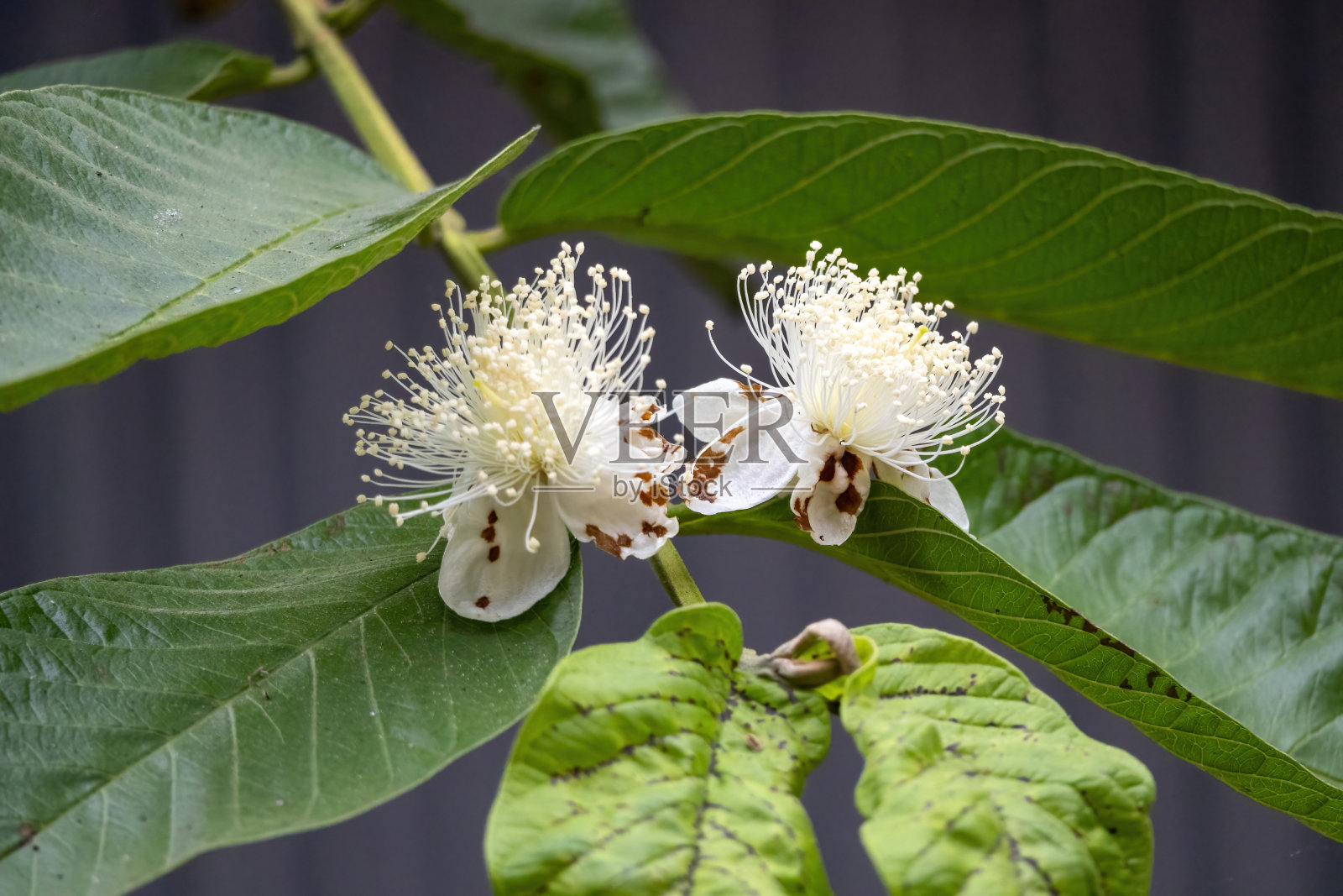 美丽的番石榴花盛开着白色的花瓣照片摄影图片