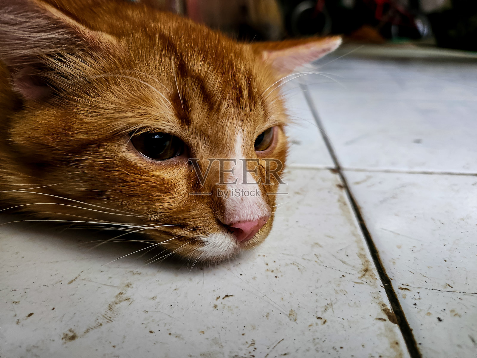 一只熟睡的橙色小猫的肖像太可爱了照片摄影图片