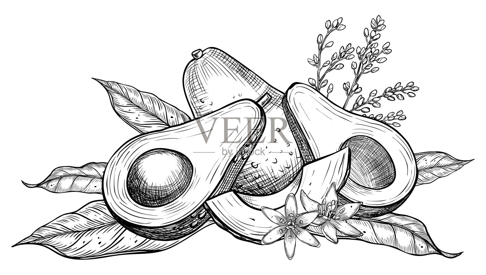 鳄梨矢量插图。植物画的水果与花绘制的黑色墨水在线性风格。有叶子的蔬菜雕刻。为食谱和烹饪书蚀刻素食食品插画图片素材