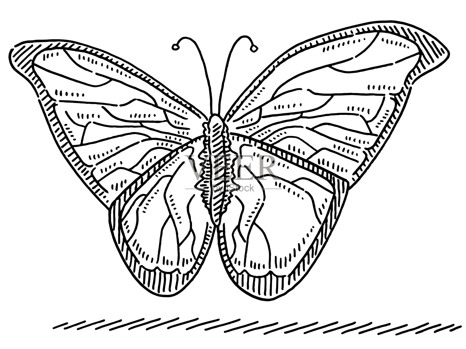 热带蝴蝶昆虫图插画图片素材