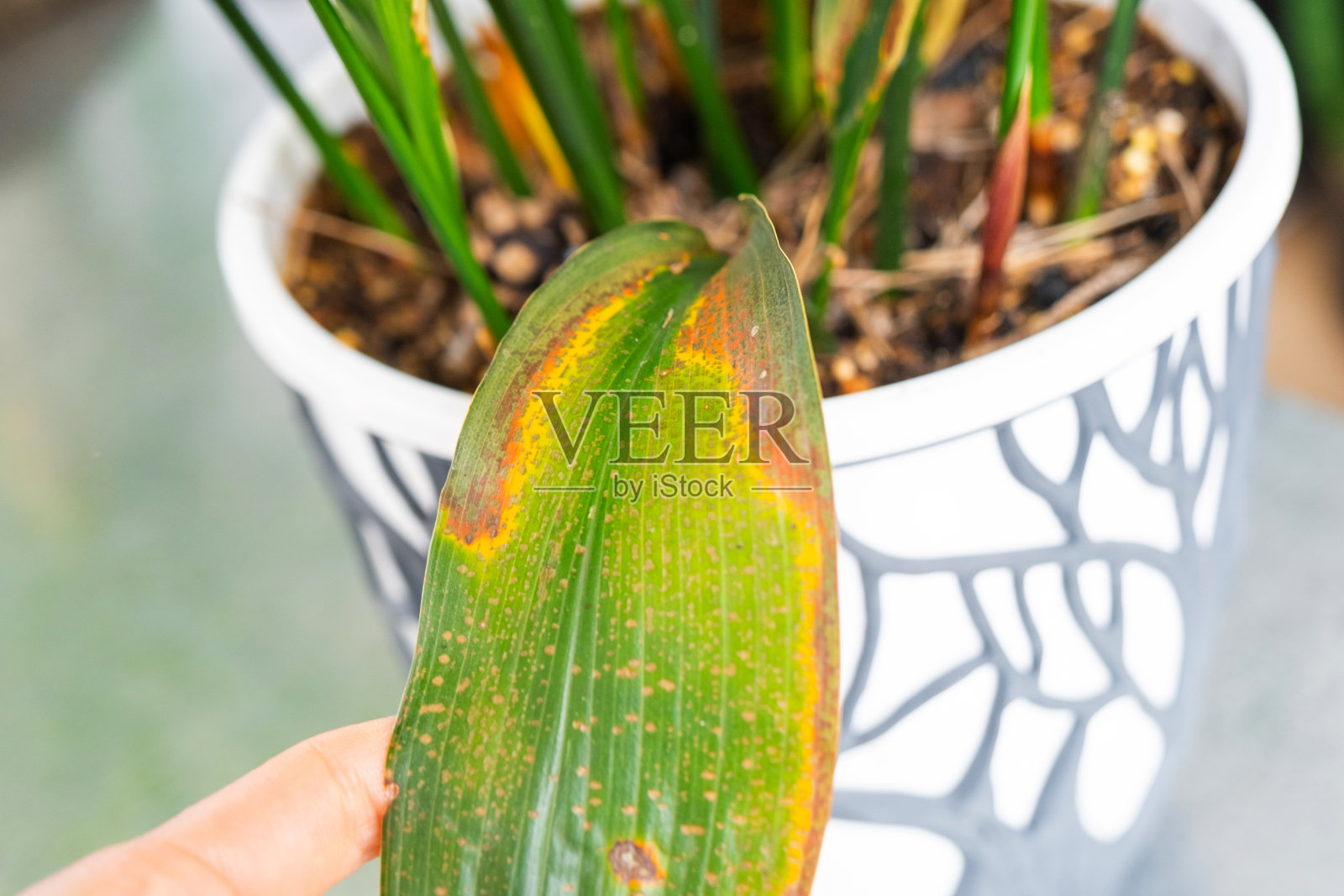 国产植物栽培中存在的问题——叶片日晒冻害，叶尖发黄干燥，植株溢流，根部腐烂照片摄影图片