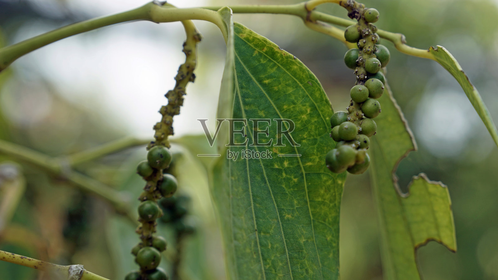 亚洲景观照片摄影图片