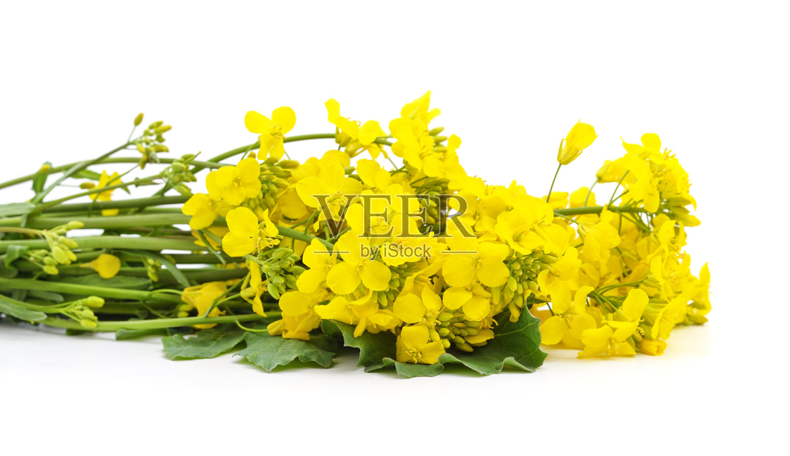 黄色的油菜花。照片摄影图片