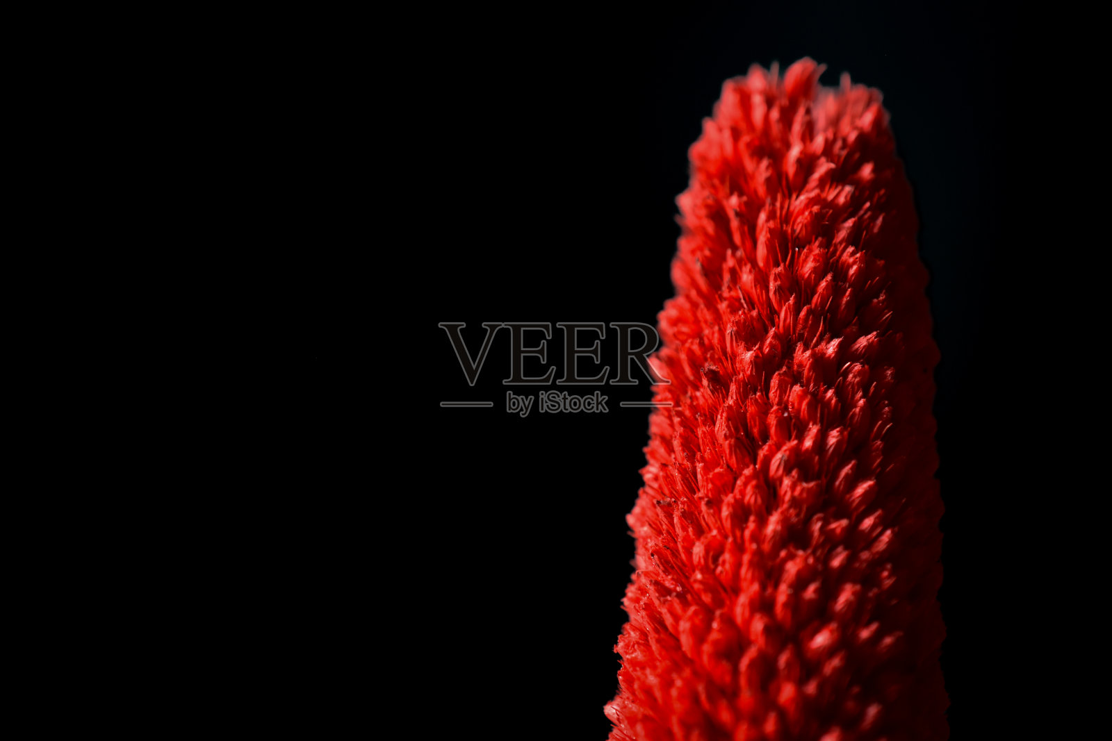 红色镰刀花或火炬百合花照片摄影图片