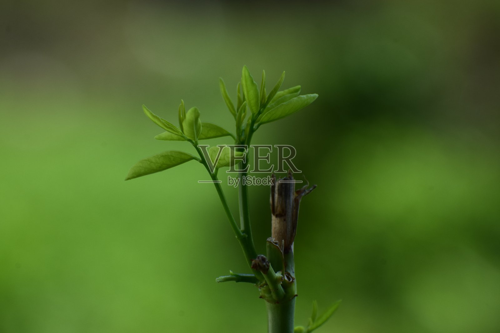 绿芽照片摄影图片