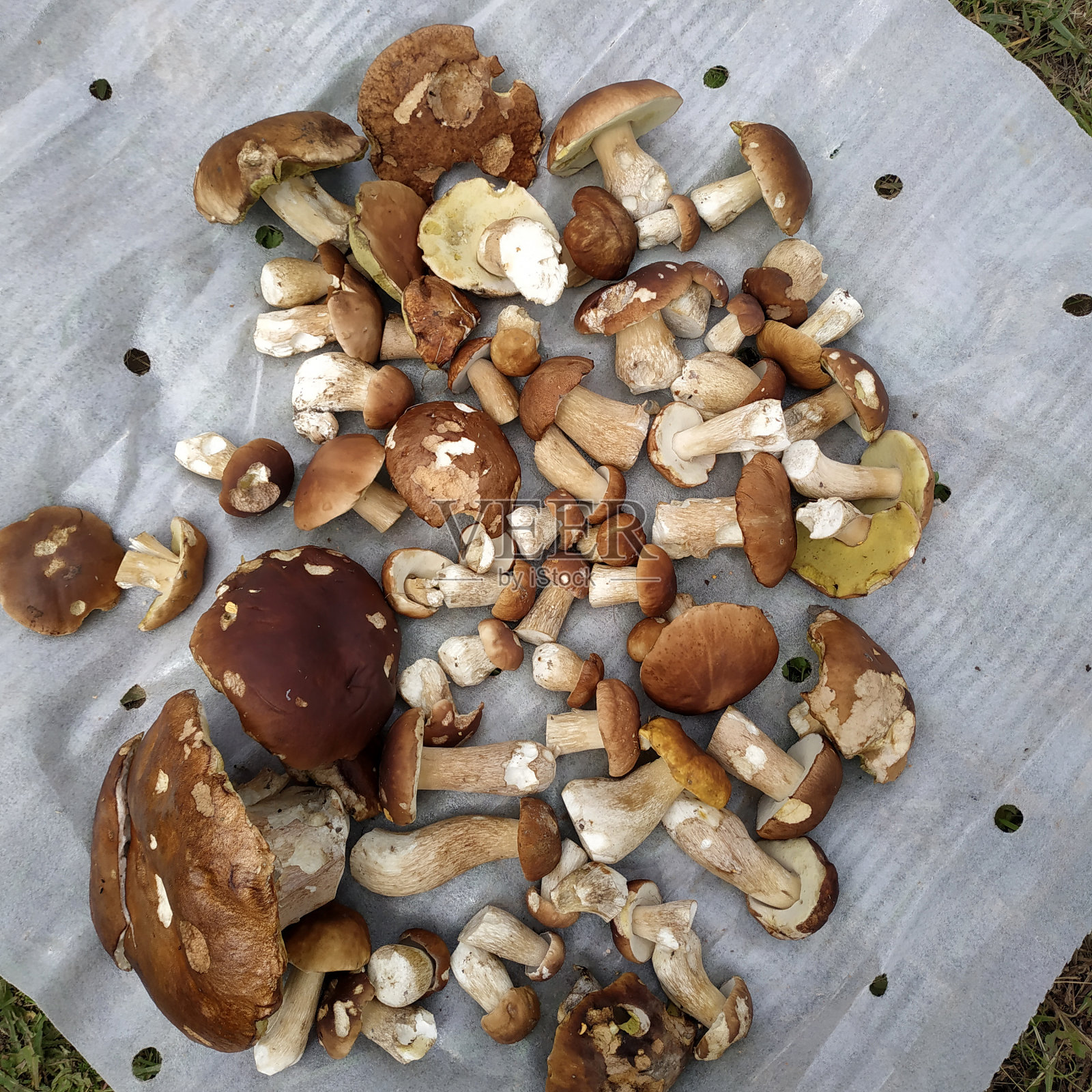 采自森林中的白蘑菇、食用型和美味型白蘑菇、季节性食用野生蘑菇。照片摄影图片