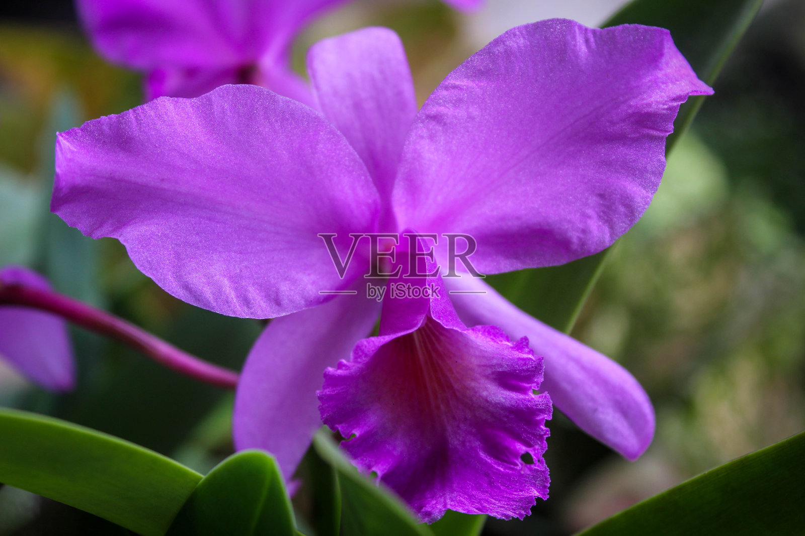 近距离选择性聚焦紫色卡特兰花或胸花兰花或兰花皇后照片摄影图片