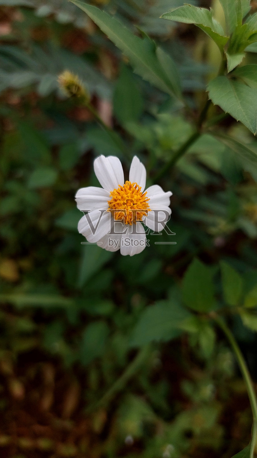 美丽的小雏菊花，白色和黄色在灌木丛中照片摄影图片