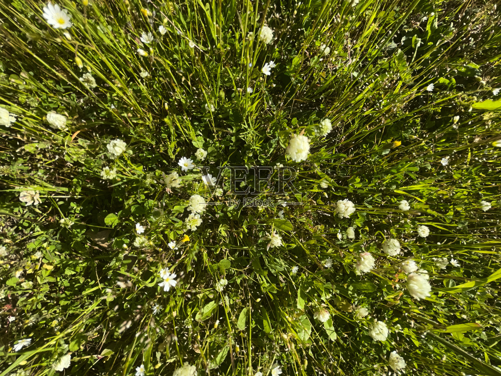 草坪的垂直部分照片摄影图片