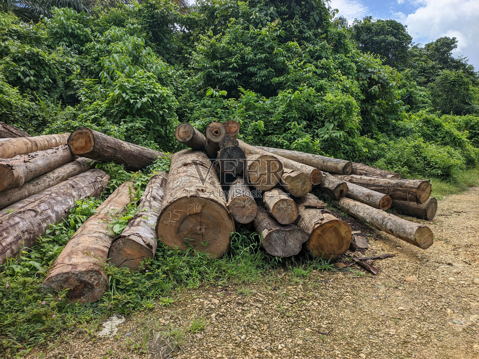 来自加里曼丹森林产品的木材照片摄影图片