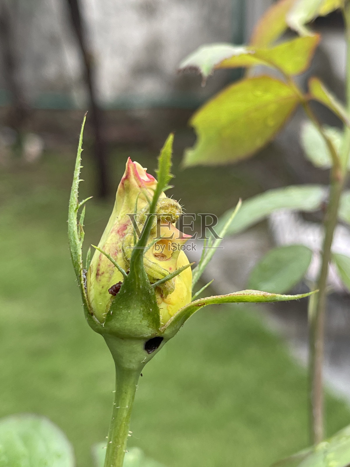 美丽花园里的花照片摄影图片