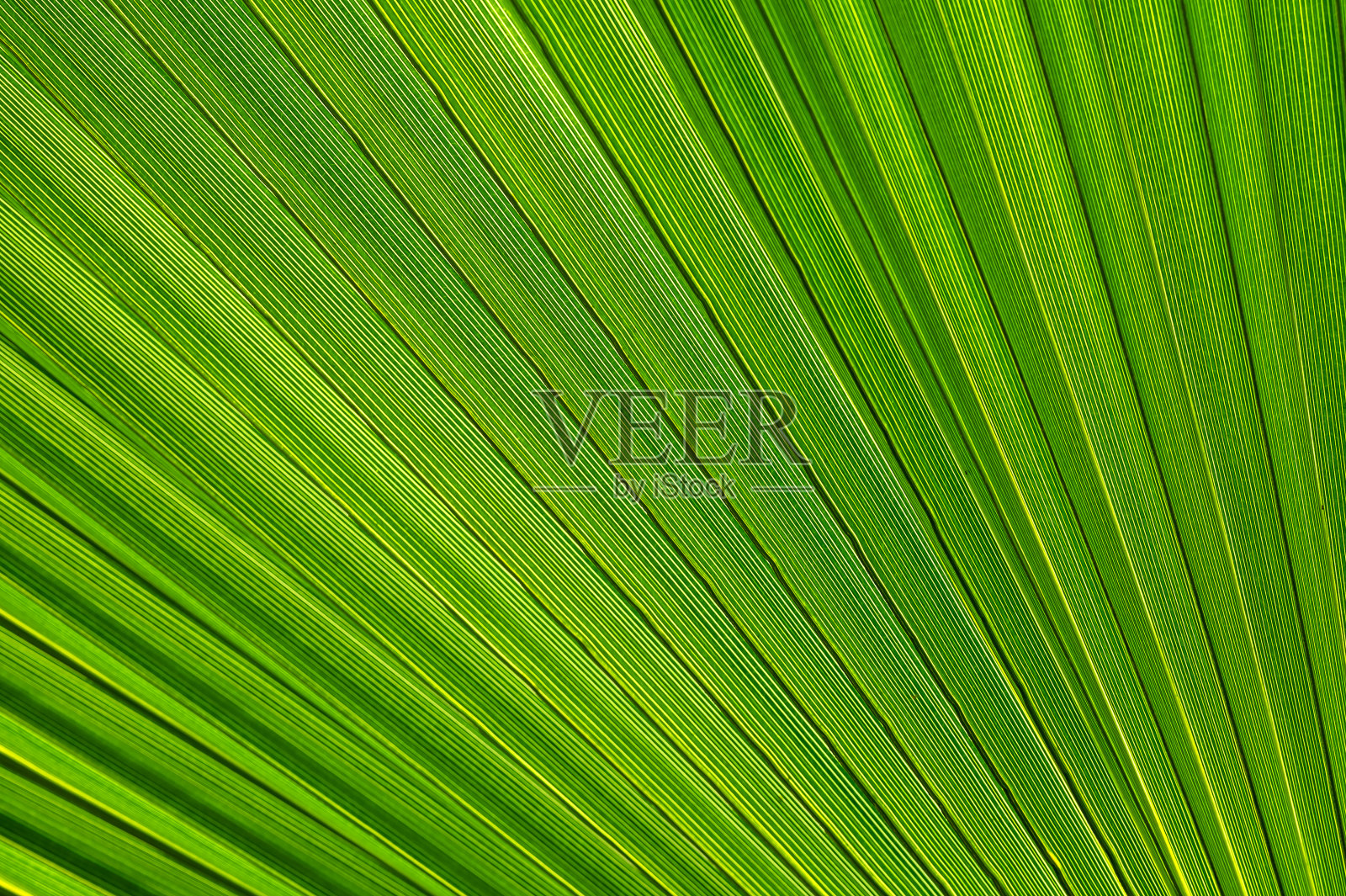 棕榈树叶子的特写，作为一种绿色的植物纹理照片摄影图片