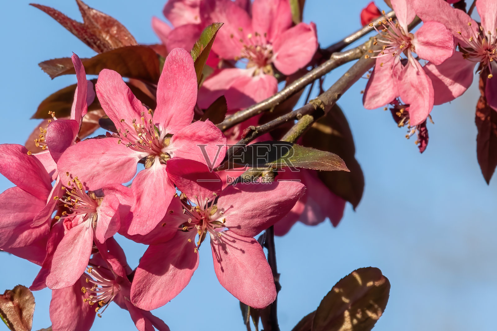红色的樱花在春天盛开照片摄影图片