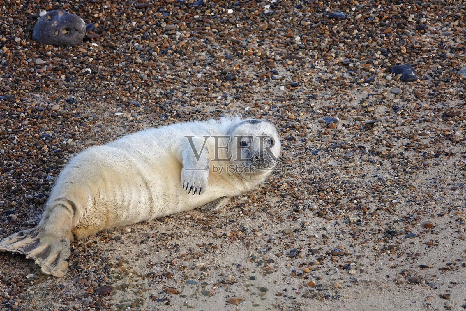 躺在沙滩上的灰海豹幼崽照片摄影图片