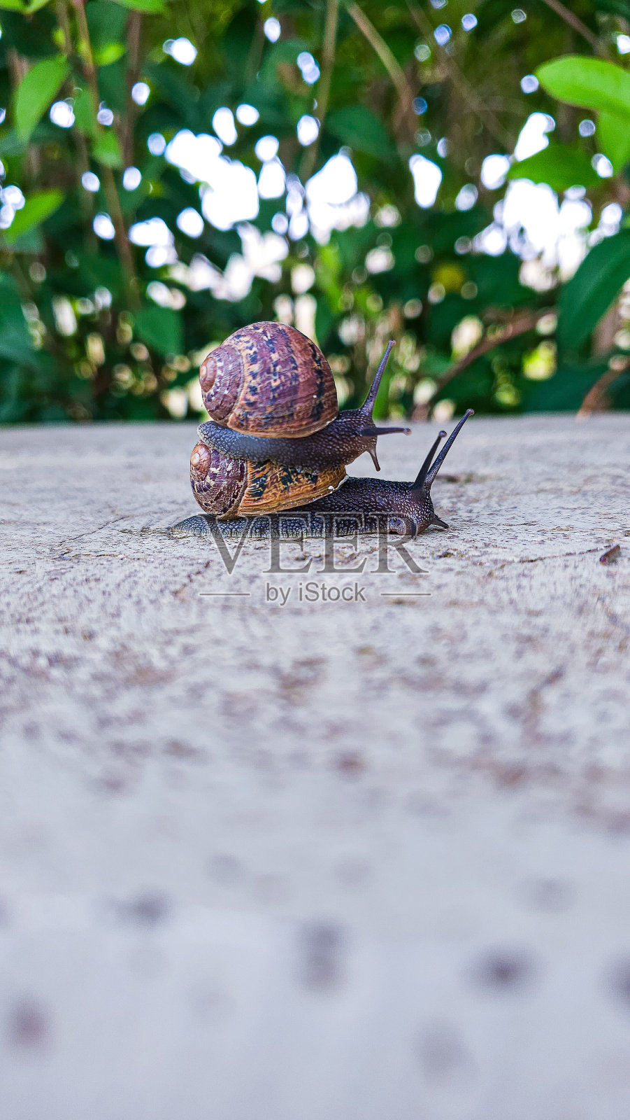 蜗牛照片摄影图片