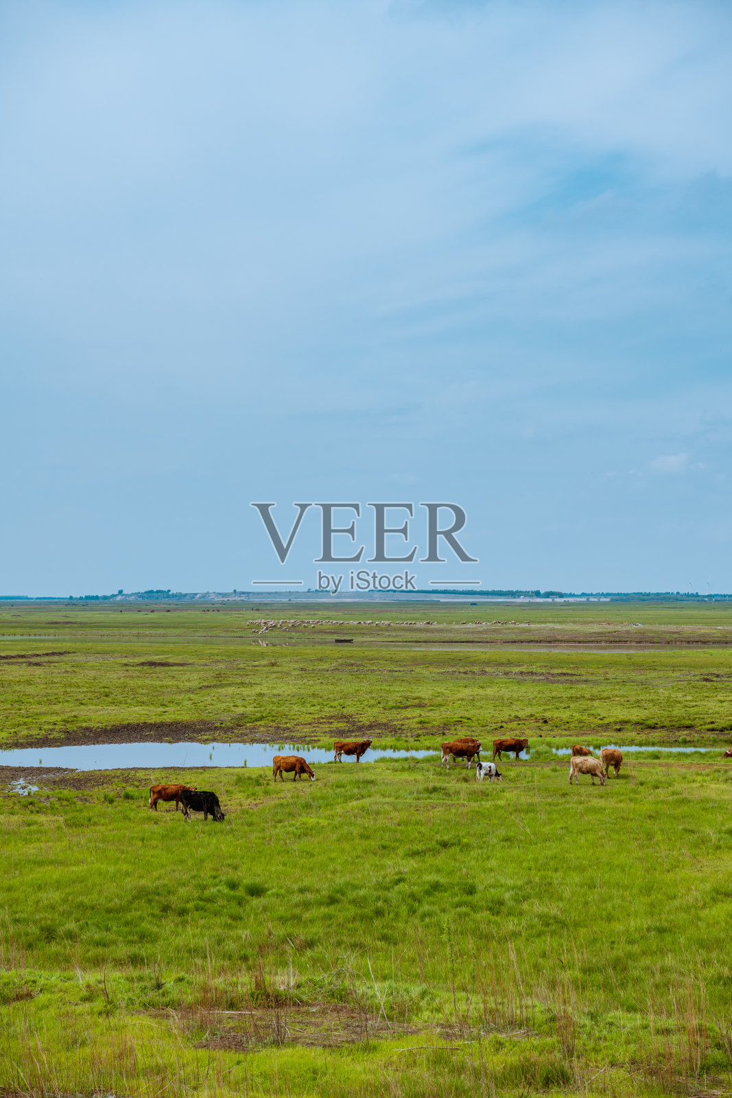 草原上的牛照片摄影图片