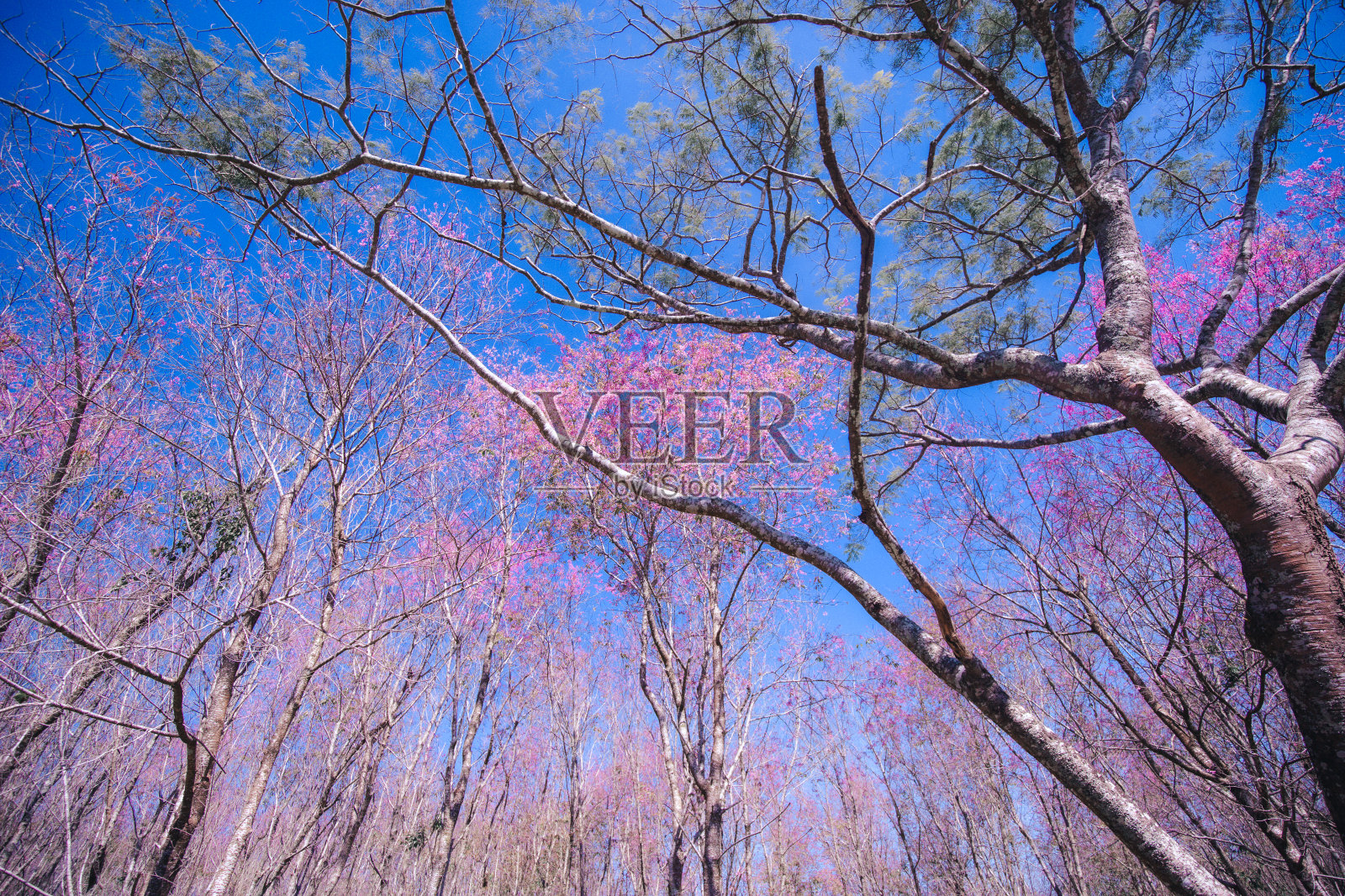 美丽的野生喜马拉雅樱花盛开的粉红色樱，在泰国的富隆洛伊和彭世洛照片摄影图片