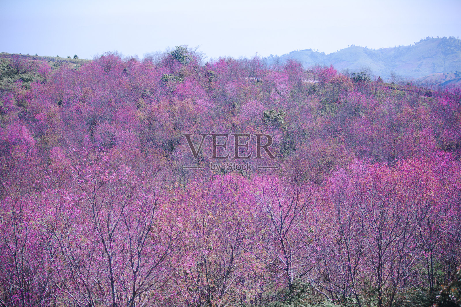 美丽的野生喜马拉雅樱花盛开的粉红色樱，在泰国的富隆洛伊和彭世洛照片摄影图片