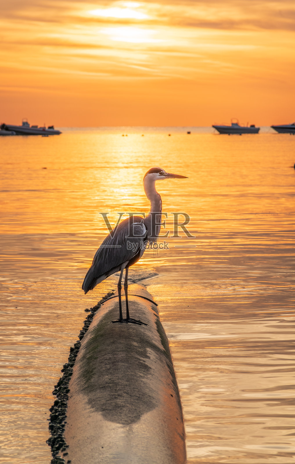 在日落或日出时分，苍鹭在海中捕猎照片摄影图片