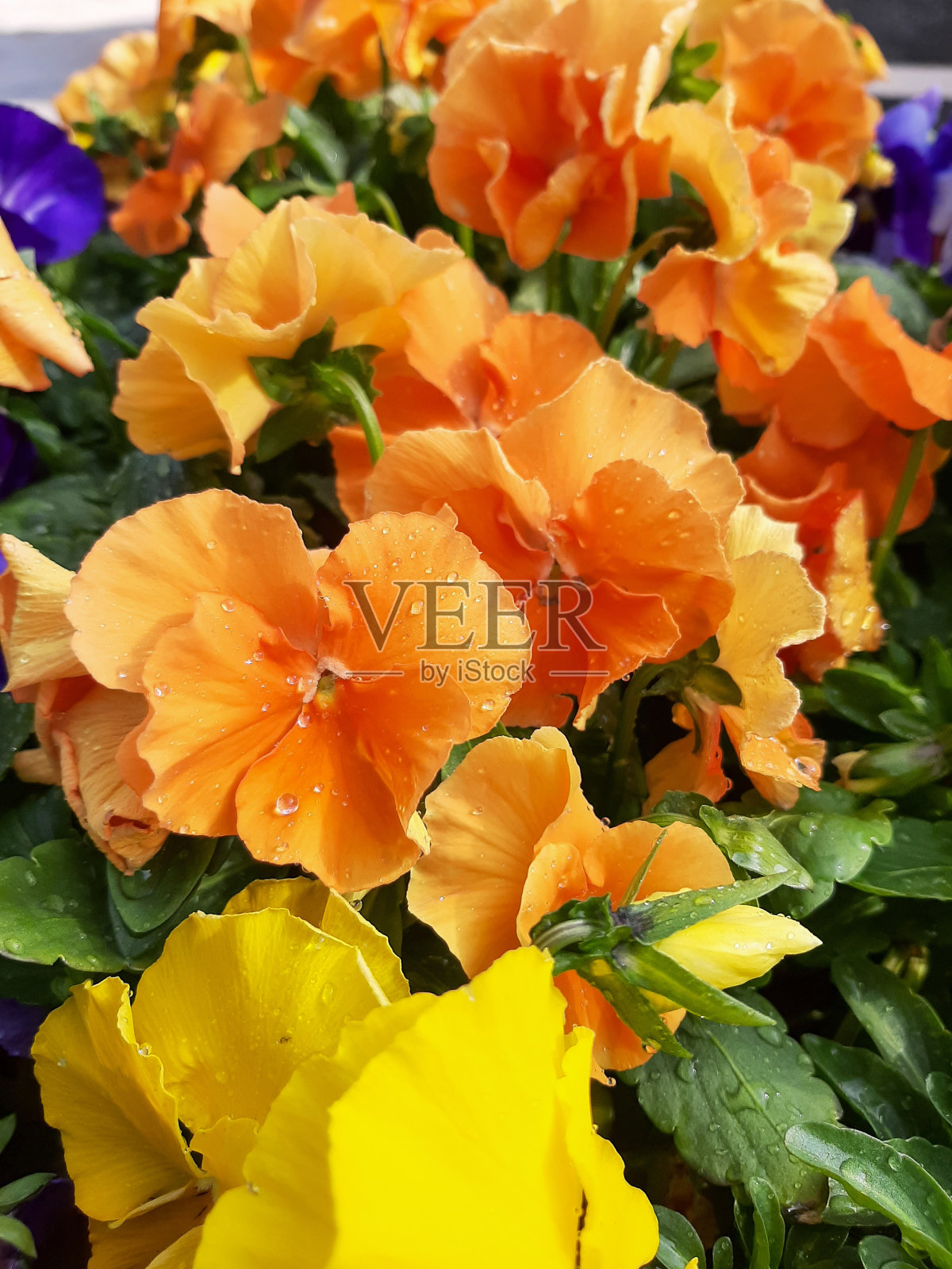 春天的花。中提琴照片摄影图片