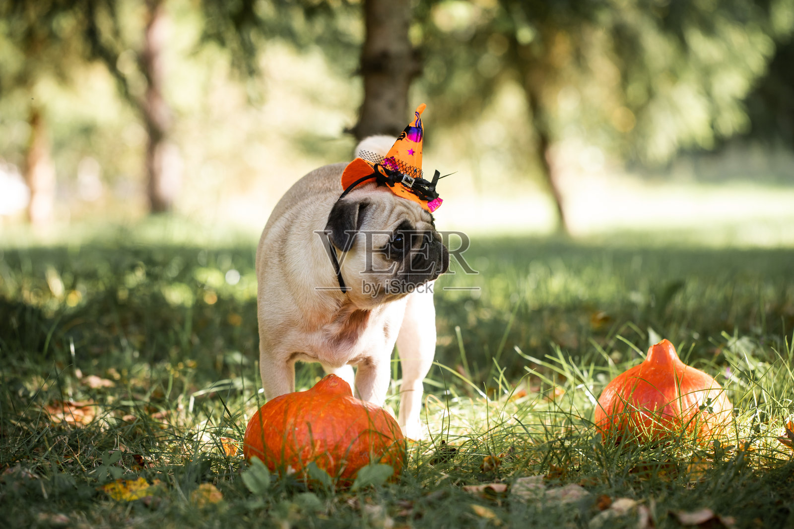 万圣节狗照片摄影图片