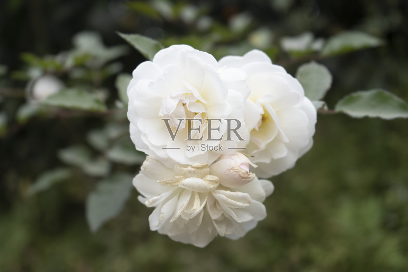 花照片摄影图片