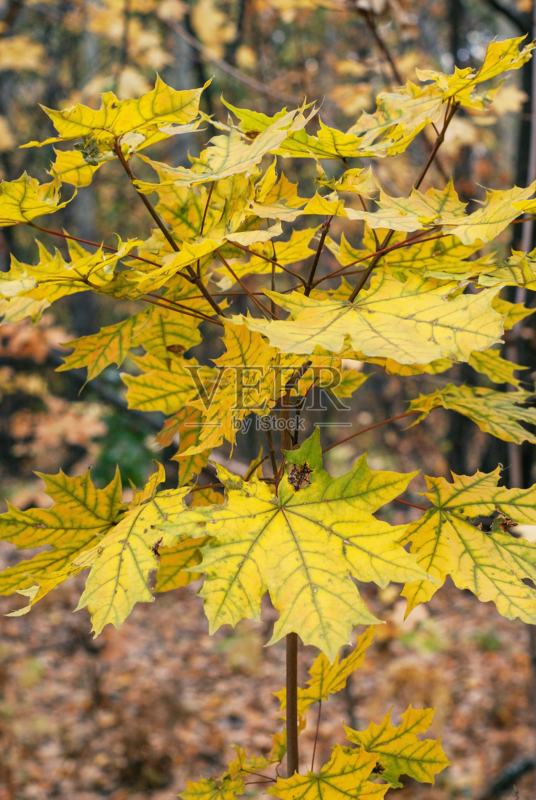 南乌拉尔，秋日枫叶。照片摄影图片