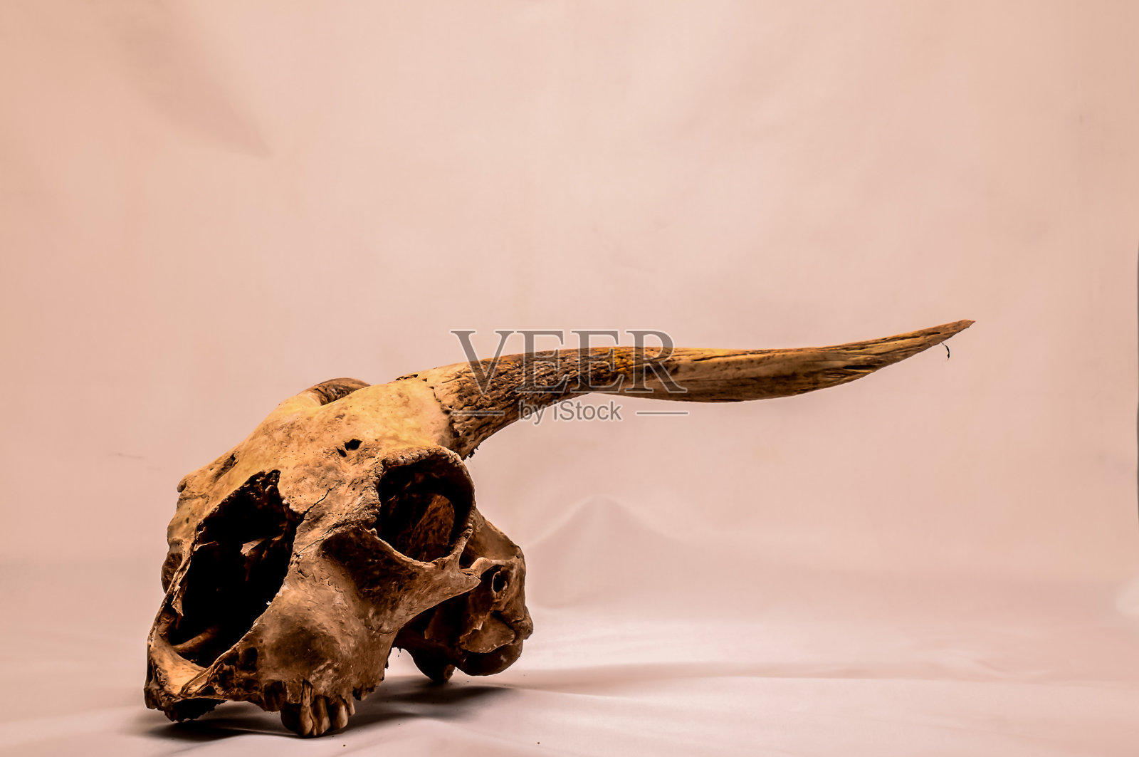 干山羊头骨与大照片摄影图片