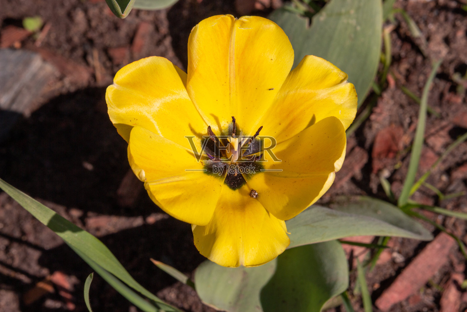 黄色郁金香上的昆虫特写照片摄影图片