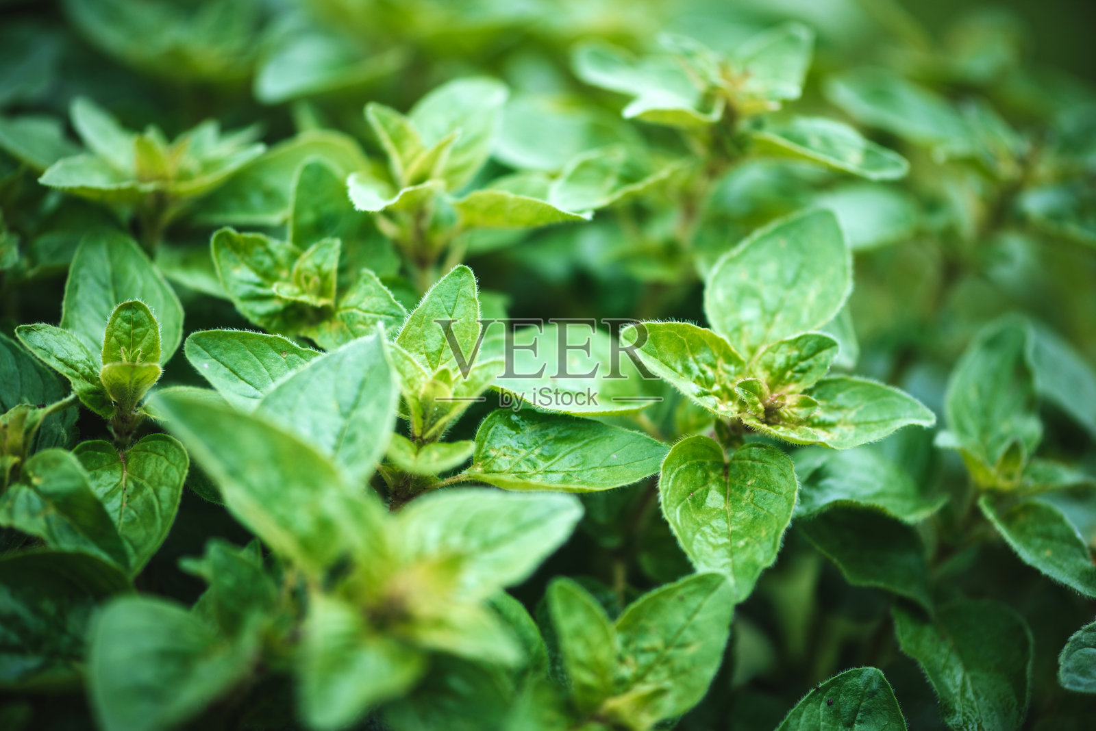 牛至(Origanum vulgare)特写照片照片摄影图片