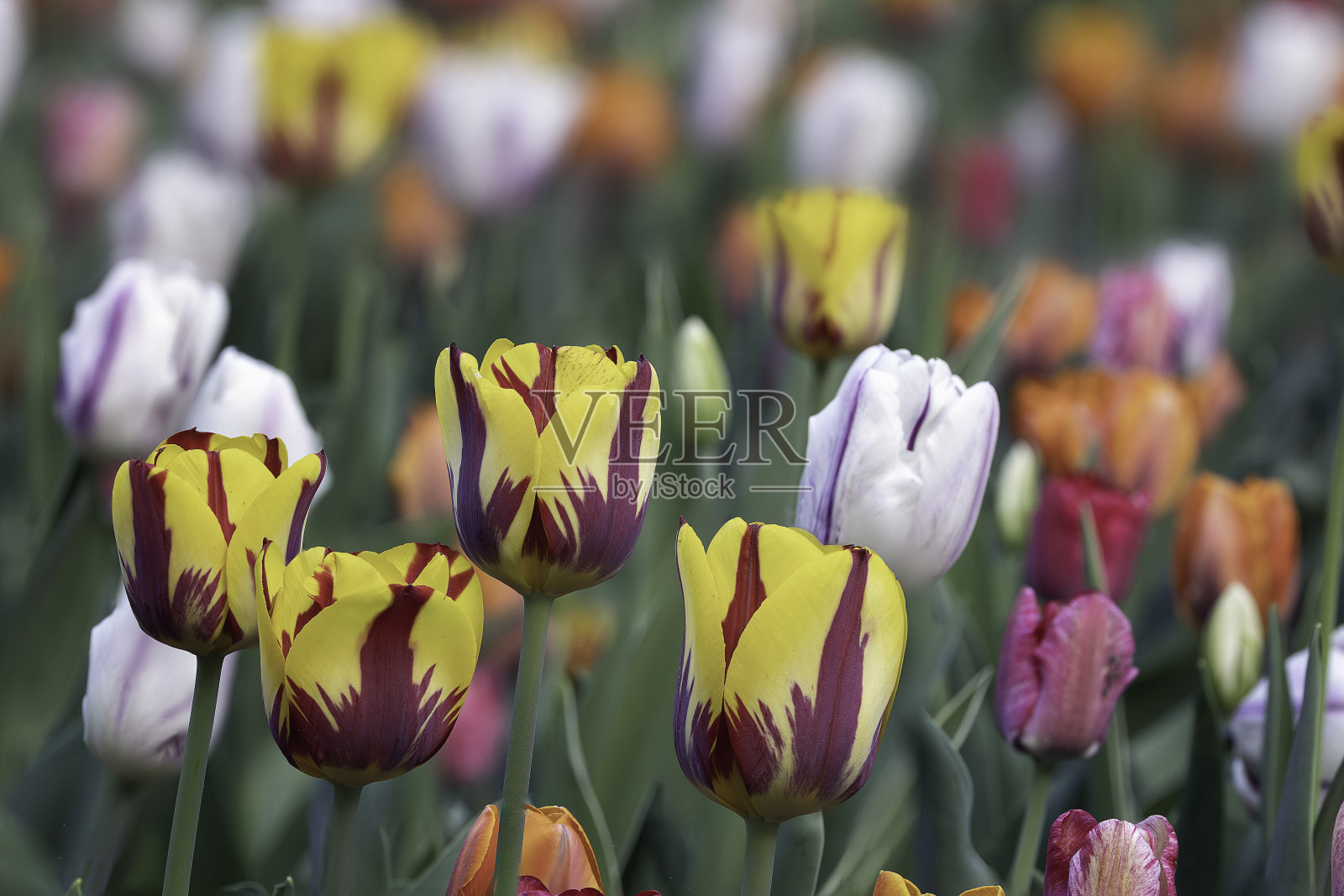 花园里五颜六色的郁金香照片摄影图片