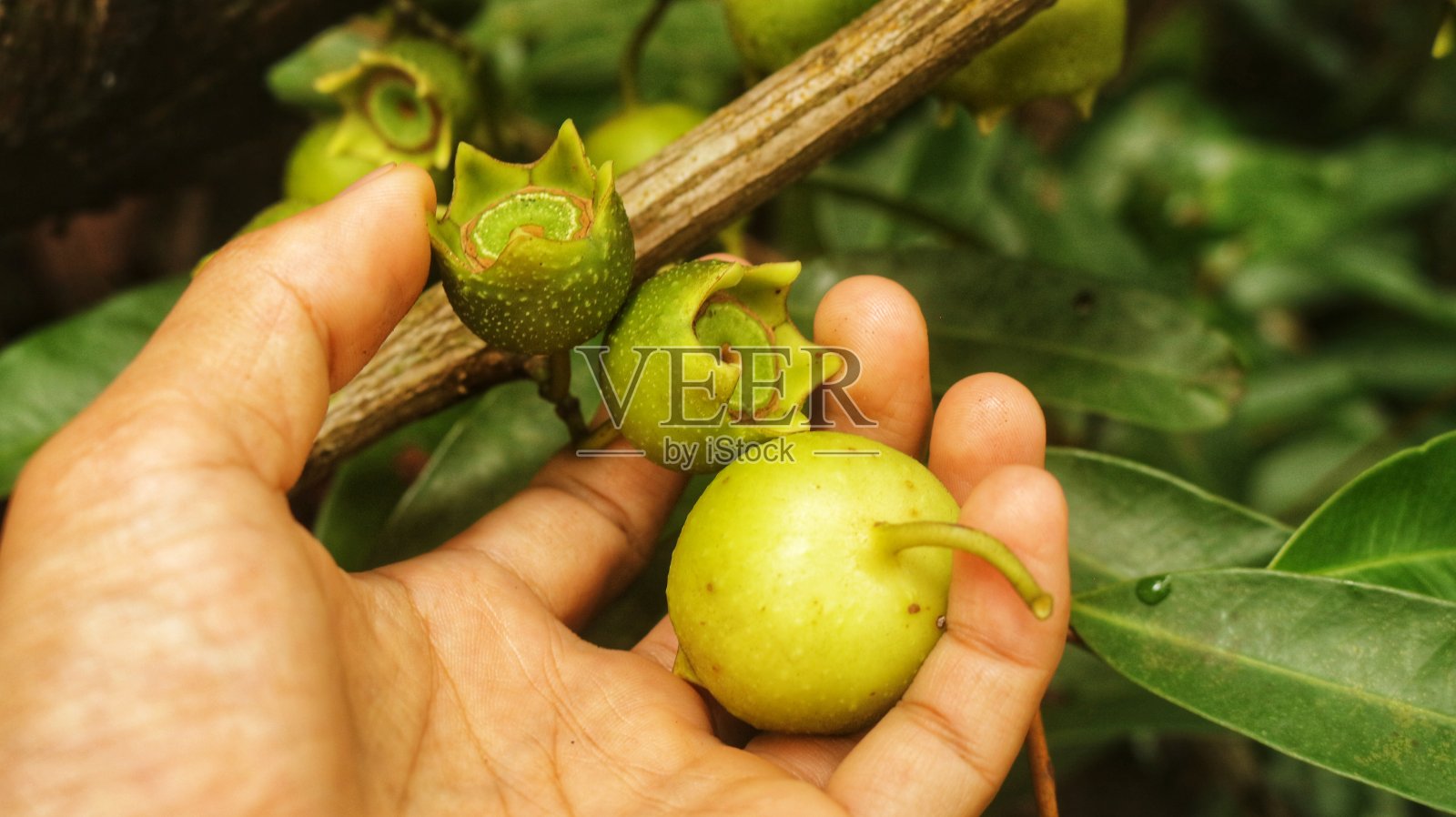 白顶草果实照片摄影图片