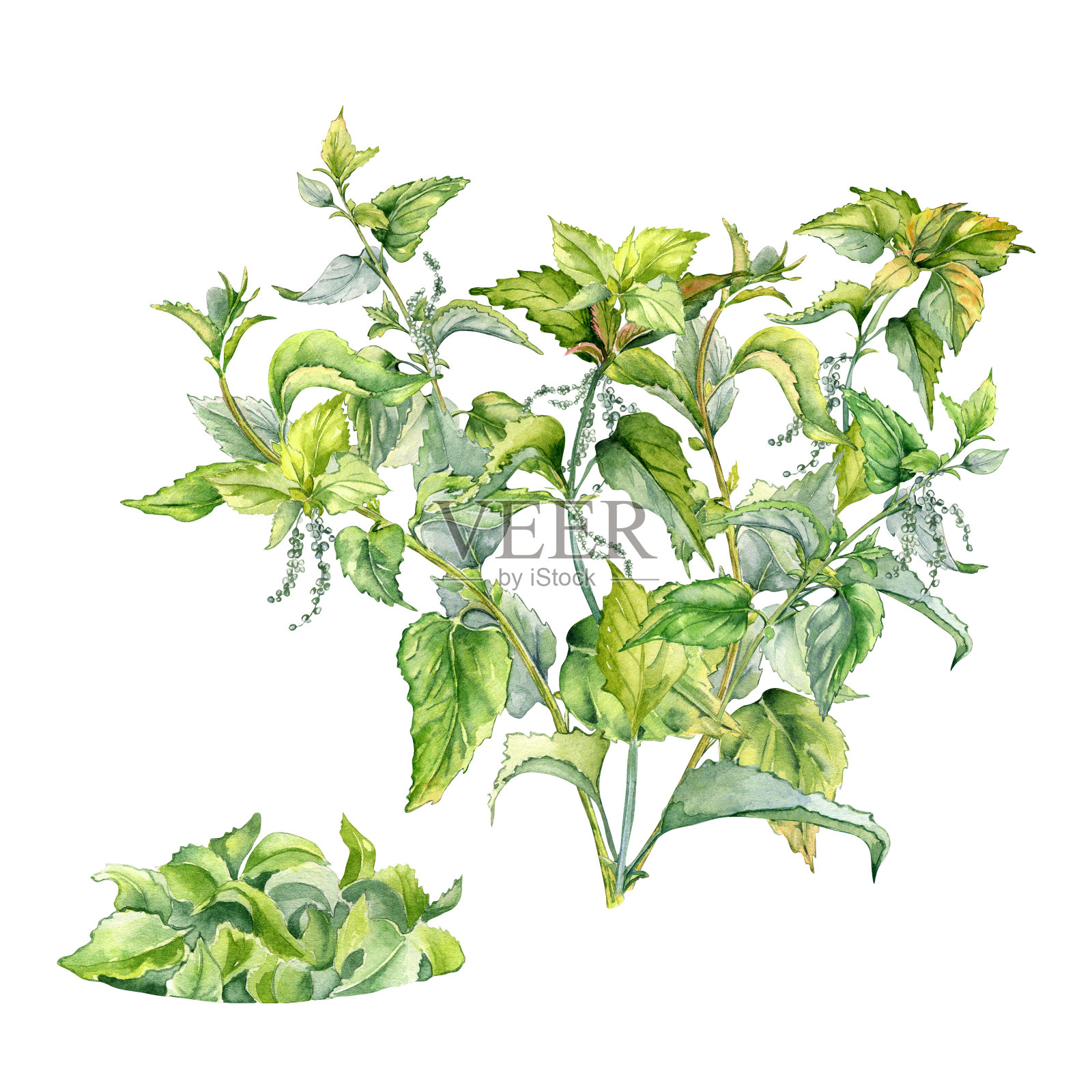 水彩中的荨麻灌木，孤立在白色上。草本植物荨麻疹的插图。刺植物与一束叶子手绘。标签元件，包装元件，药剂师元件插画图片素材