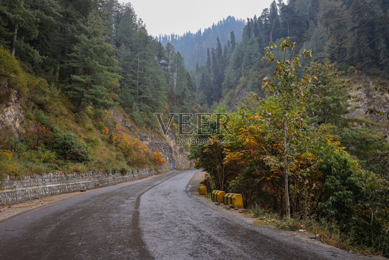 山坡上松林里的一条路，秋色斑斓照片摄影图片
