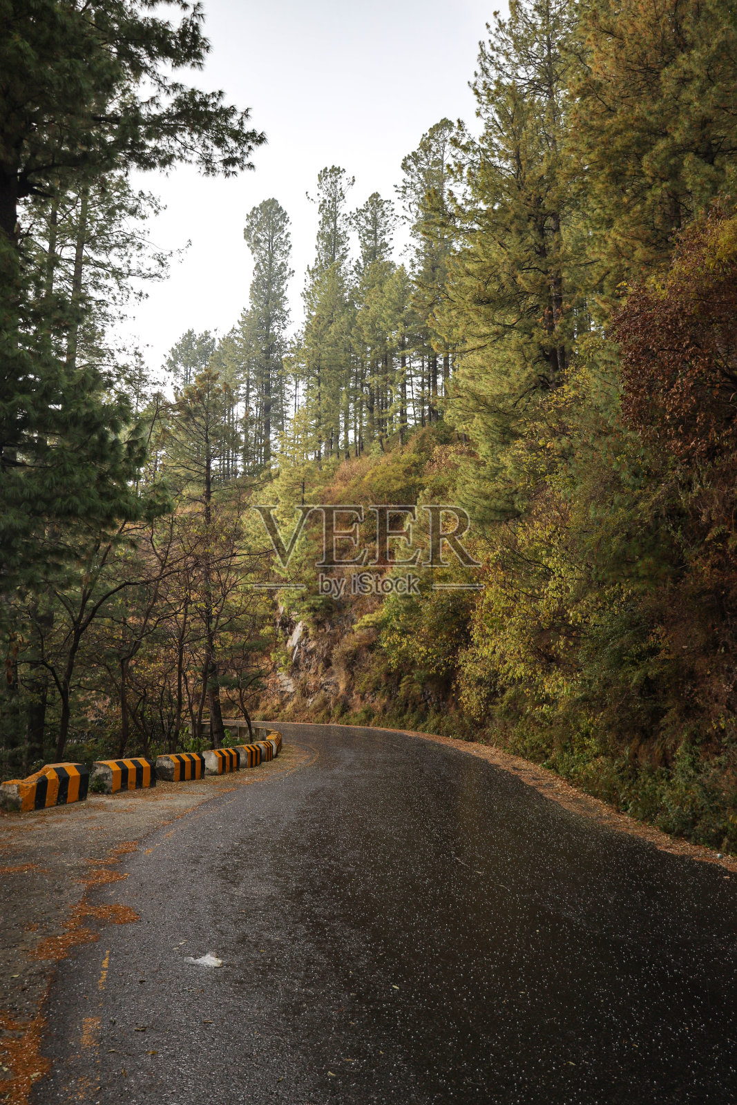 山坡上松林里的一条路，秋色斑斓照片摄影图片