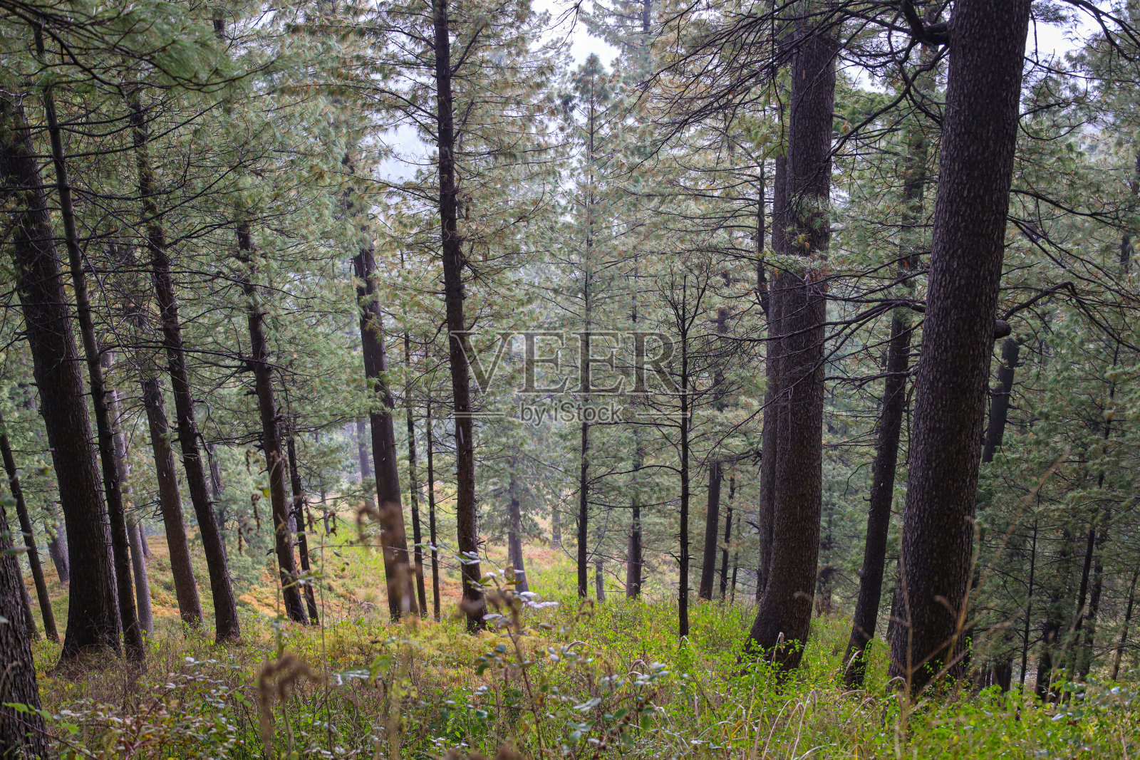 美丽的松林照片摄影图片