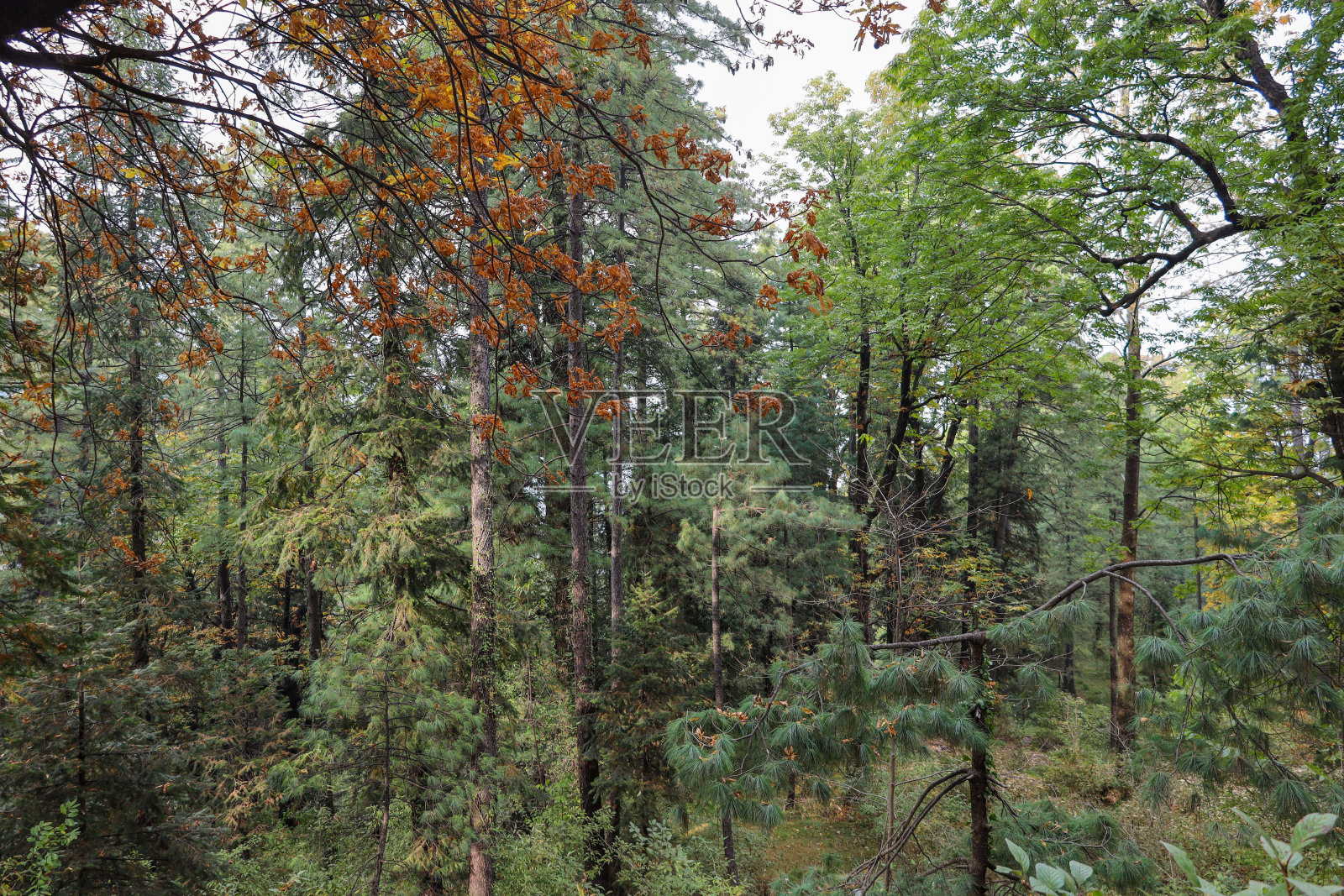 山坡上的松林，秋天的美丽色彩照片摄影图片