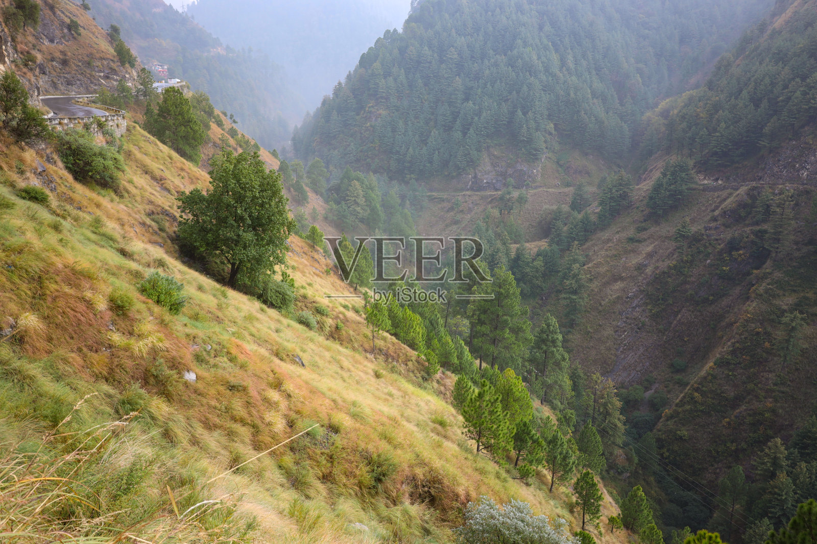 山坡上的松林，秋天的美丽色彩照片摄影图片