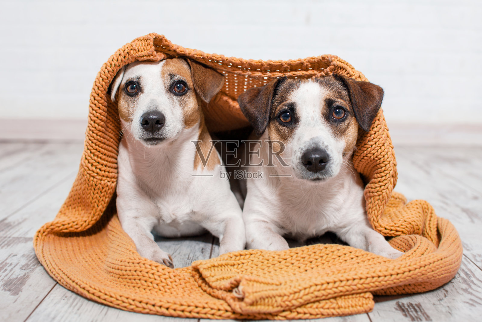 两只狗躺在家里的毯子上照片摄影图片