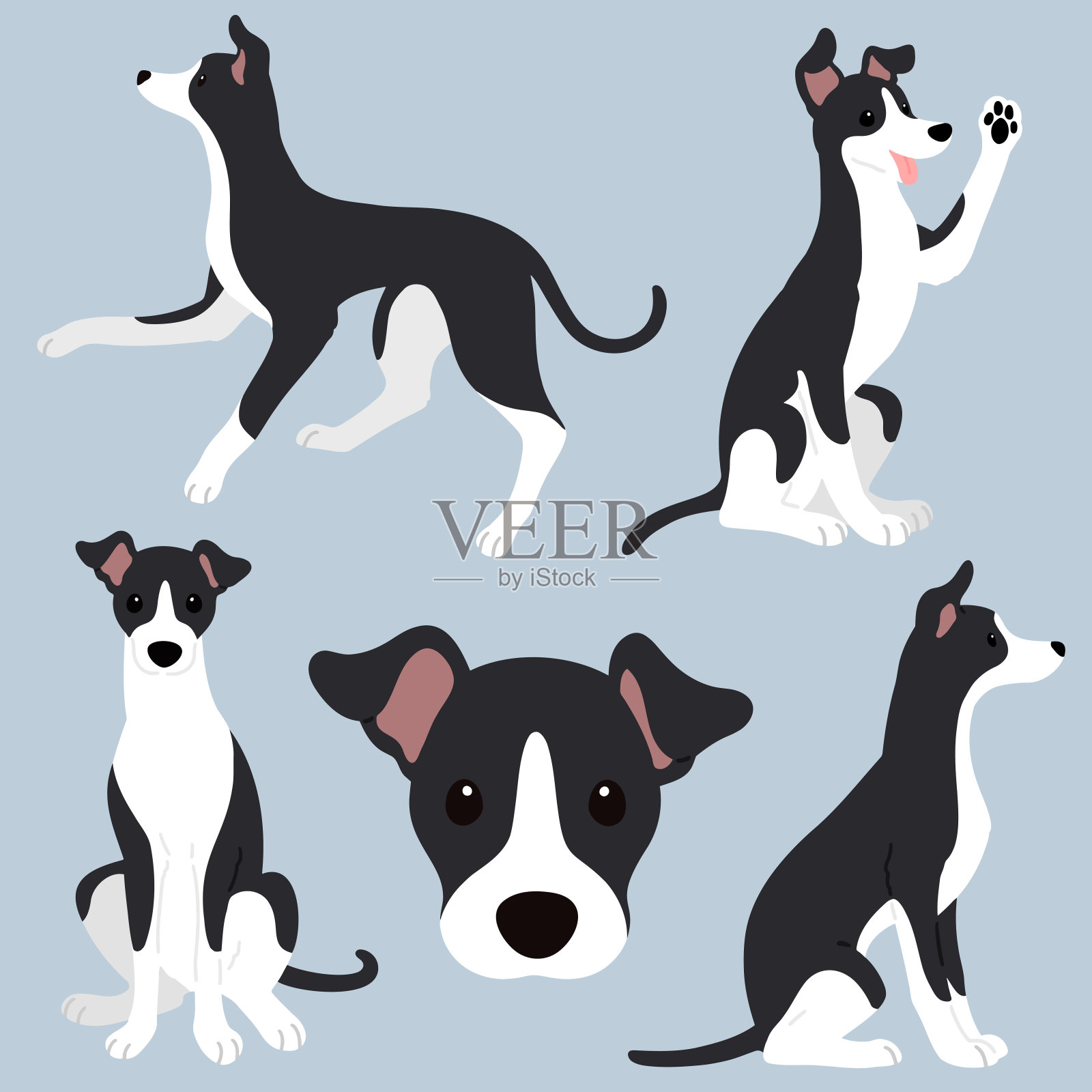 简单可爱的插图集黑色和白色的意大利灰狗平坦的颜色插画图片素材