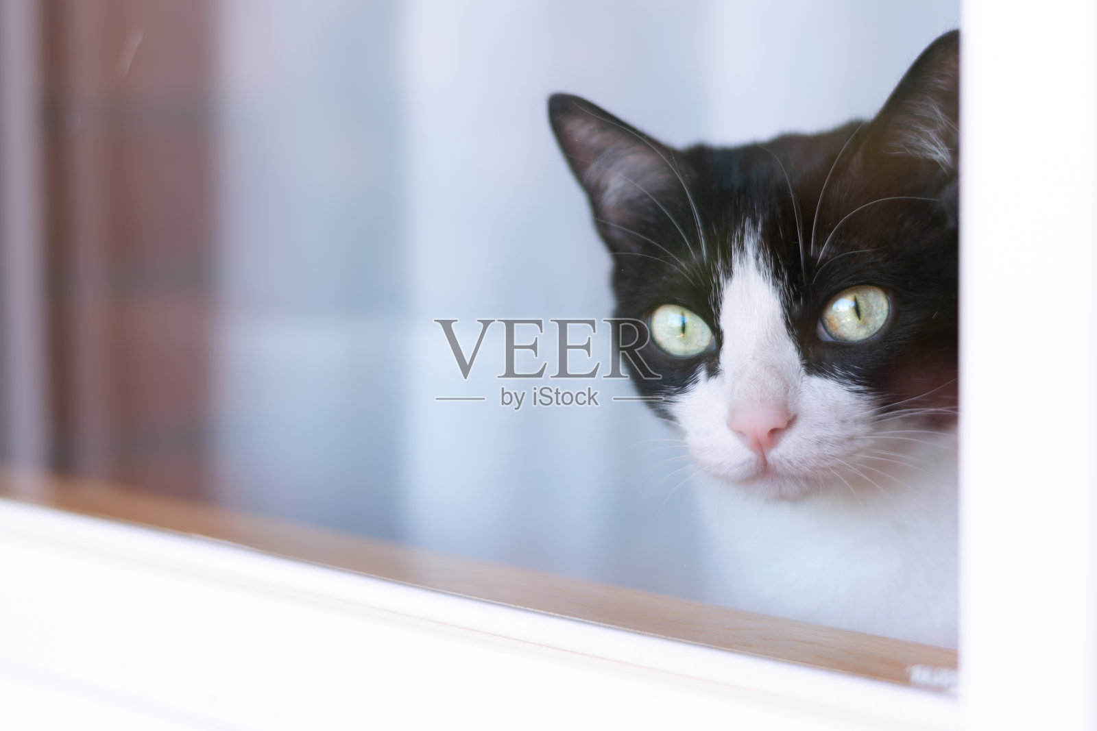 猫从窗户往外看照片摄影图片