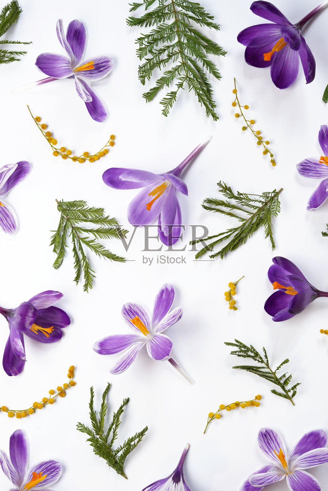 无缝花纹的春季装饰。紫罗兰番红花，黄色含羞草在白色的背景与空间的文字。照片摄影图片