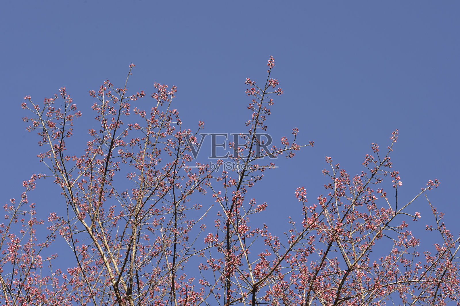 Phaya suae花照片摄影图片