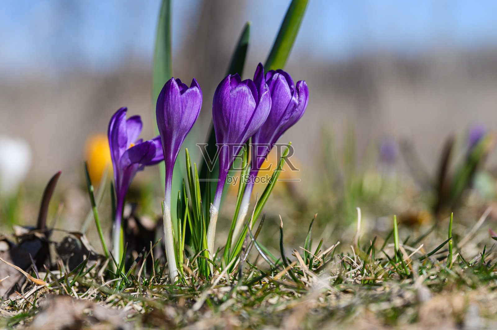 盛开的紫色番红花的特写。照片摄影图片