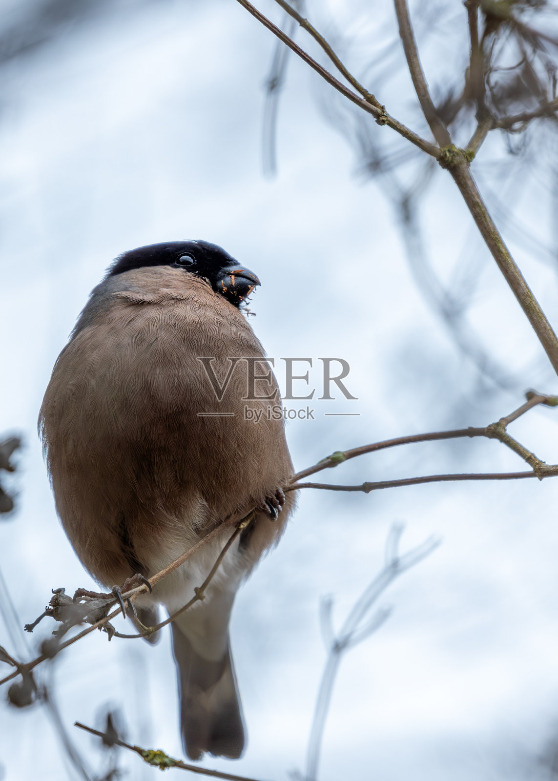 红腹灰雀(Pyrrhula Pyrrhula) -分布于欧洲，亚洲和北非部分地区照片摄影图片