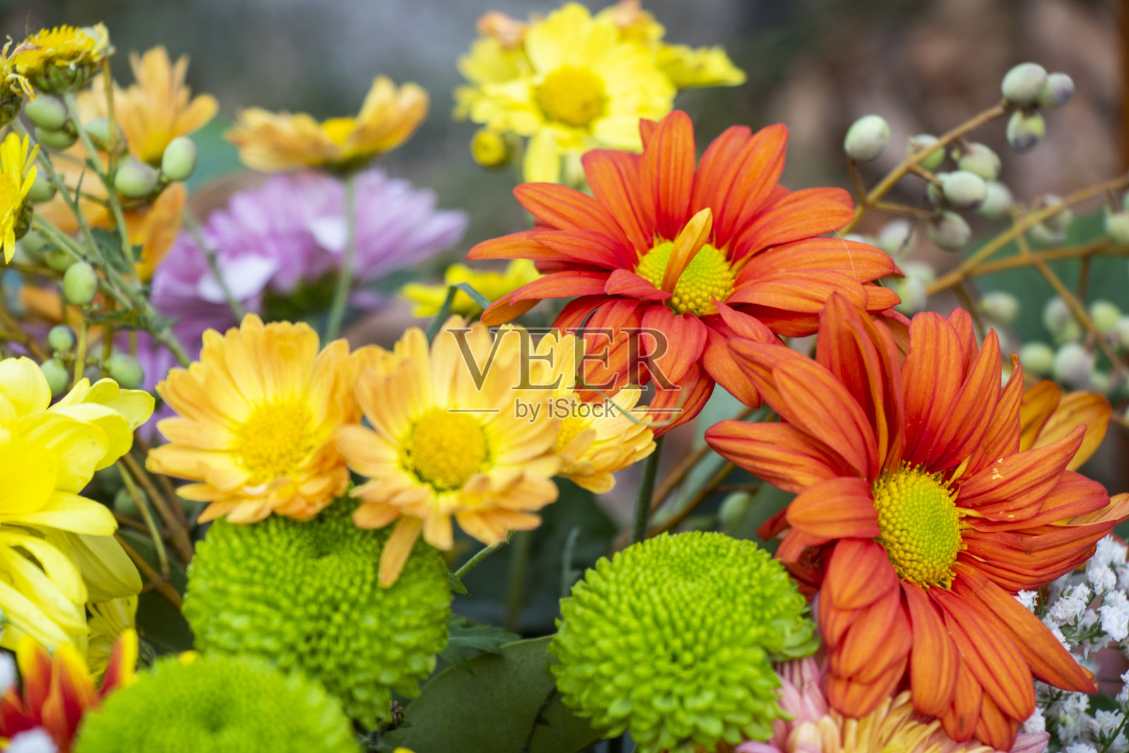 秋花坏照片摄影图片