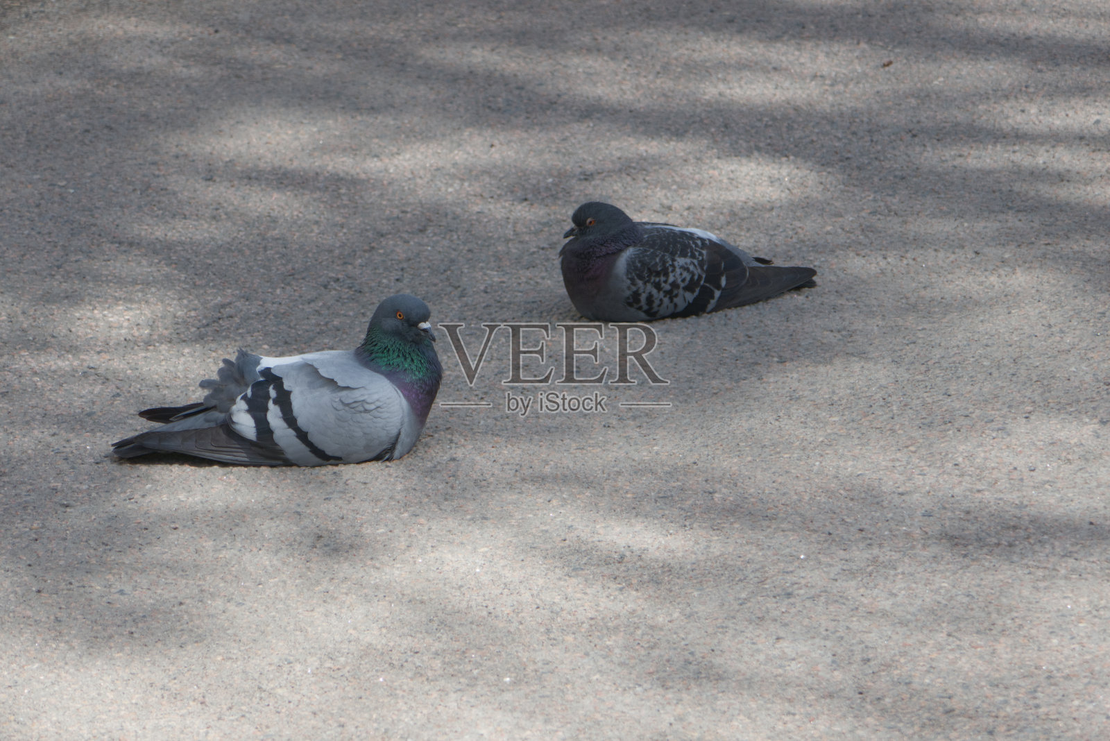 两只鸽子在柏油路上休息。照片摄影图片
