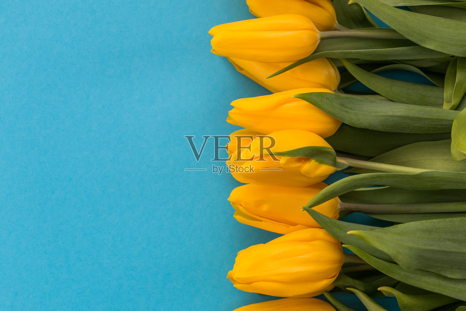 黄色的郁金香躺在蓝色的背景上。花卉背景明信片，横幅照片摄影图片